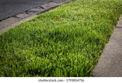 A patch of freshly mowed grass between the street and the sidewalk in the morning with drops of dew on the leaves.