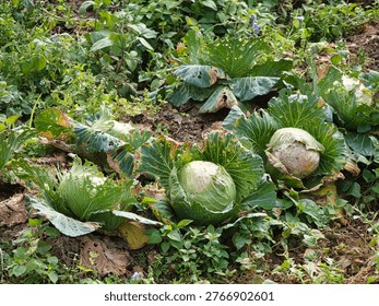 A patch of garden cabbage grows in a rustic, unmanicured farm plot with surrounding wild green foliage. The cabbages feature leafy textures with natural insect damage on their edges, showing a raw, organic, and realistic farming environment.
