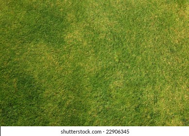 A Patch Of Grass