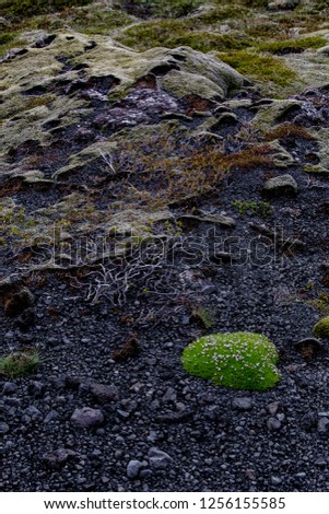 A patch of grass with small white flowers on the black stony soil in Reykjanesfólkvangur nature park Iceland on a stormy summer day