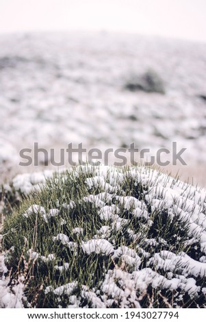 Similar – Image, Stock Photo Winter vs. Spring