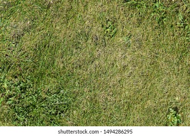 Patch of green grass or lawn viewed from above, grass background