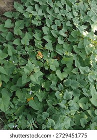 A patch of green leafy plants growing in soil, showing healthy foliage and natural ground cover.
