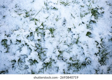 Patch of ground with fresh snow lightly covering green grass. The uneven layer reveals seasonal transition, blending winter’s chill with autumn’s lingering warmth and texture. 
