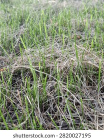 A patch of lawn covered with a layer of mown dry grass through which fresh green growth is pushing through.