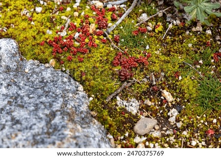 A patch of moss and red plants called pale stonecrop (sedum sediforme). The scene is peaceful and serene, with the rock providing a sense of stability