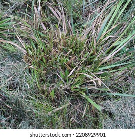 A Patch Of Mowed Crabgrass