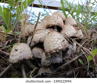 A Patch Of Mushrooms In South Central Oklahoma