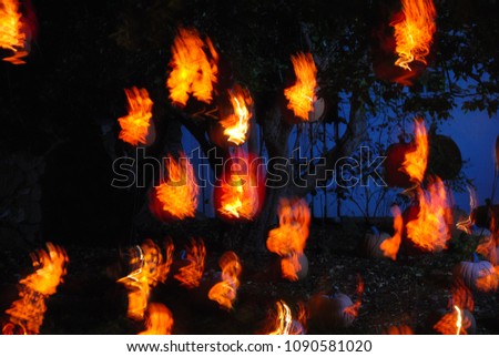 A patch of Jack’ O Lanterns on Halloween