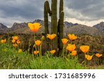 A patch of poppies brightens the Sonoran Desert in Spring. At Catalina State Park in southern Arizona.