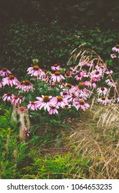 Patch of purple flowers in spring