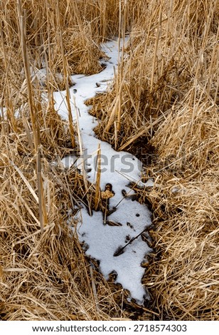 A patch of snow in a marsh grassy shoreline is slowly being melted away by warm temps and sunlight, DesPlaines River State Fish and Wildlfie Area, Will County, Illinois