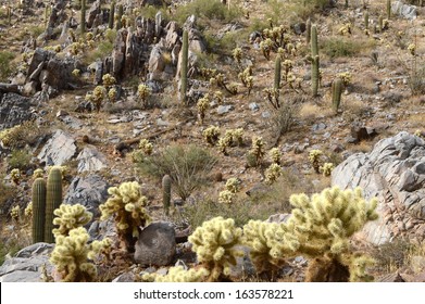 Patch of sonoran desert vegetation on rocky hillside