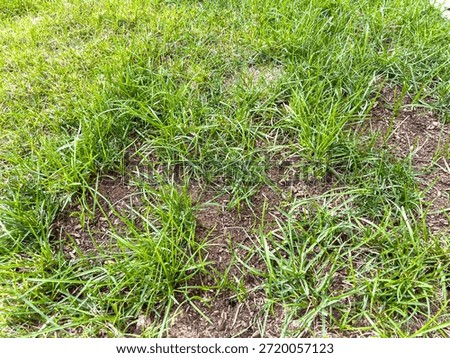 A patch of sparse grass lawn with visible soil gaps is photographed under natural daylight. The blades are thin and unevenly spread across the yard. The photo captures outdoor residential lawn