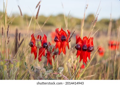 Patch of Sturt Desert Peas (Swainsona Formosa) growing wild in the Australian bush. These brighten any landscape. They grow in arid conditions. They are dependent on rain.