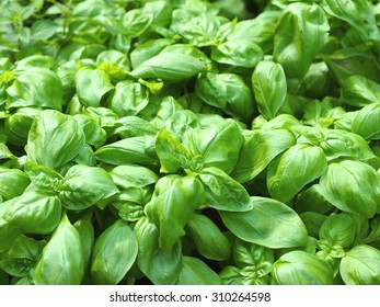 Patch Of Sweet Green Basil.