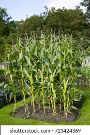 Patch Of Sweetcorn Growing