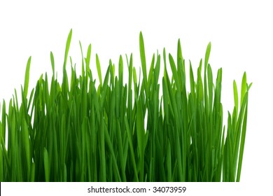 Patch Of Tall Green Grass Against A White Background