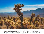 Patch of Teddy Bear Cholla cacti in a dry desert landscape on a hot sunny day with mountains in the background, Joshua Tree National Park, Riverside County, California