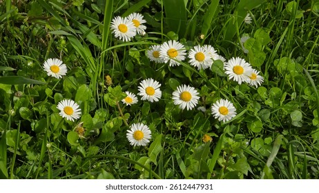 A patch of vibrant green grass with a cluster of white daisies featuring bright yellow centers. Natural light illuminates the delicate petals. Springtime scene. Common daisy (Bellis perennis) flowers