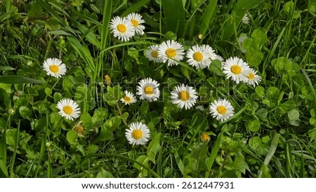 A patch of vibrant green grass with a cluster of white daisies featuring bright yellow centers. Natural light illuminates the delicate petals. Springtime scene. Common daisy (Bellis perennis) flowers
