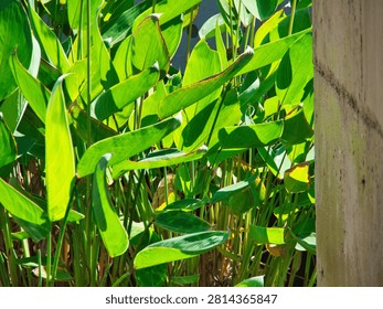 A patch of vibrant green leaves grows against a weathered concrete wall in bright sunlight. The foliage is densely packed and illuminated by natural side lighting that creates strong contrasts.