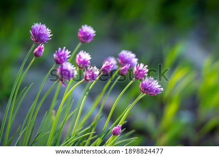 A patch of wild garlic flavor chives growing on a hillside. The tall green flowering plant has edible grass like leaves and flowers. The pink and purple round herb flowers are tilted forward.