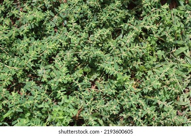 A Patch Of Wild Spotted Spurge