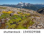 Patches of bright green moss, yellow and purple flowers cover rocky ridge on Mount Baker