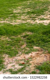 Patches Of Dry Grass In Garden During October