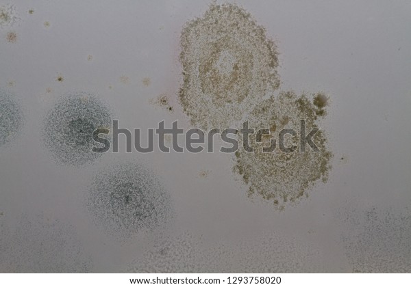Patches Mold Damp On Ceiling Stock Photo Edit Now 1293758020
