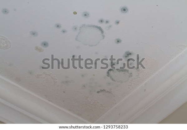 Patches Mold Damp On Ceiling Stock Photo Edit Now 1293758233