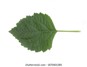 Patchouli Branch And Green Leaf Isolated On White Background With Clipping Path.