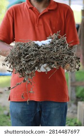 Patchouli dried leaves and stems held by a person in white gloves after oil extraction representing raw material for natural products