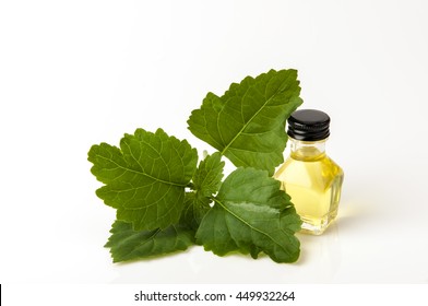 Patchouli  With Essential Oil.