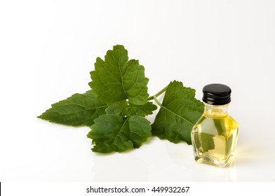 Patchouli  With Essential Oil.