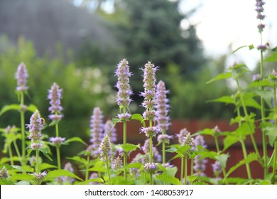 Patchouli With Flowers In Summer