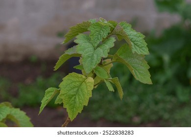 Patchouli leaves are the basic ingredient for making oil