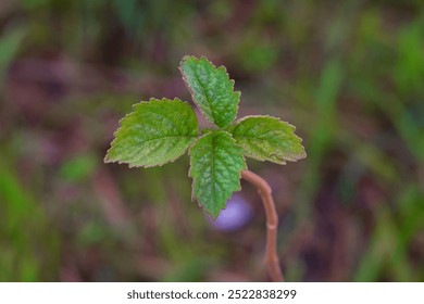 Patchouli leaves are the basic ingredient for making oil