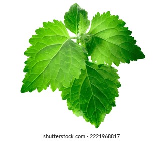 Patchouli Leaves Isolated. Pogostemon Cablin Herb