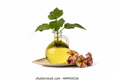 Patchouli Oil