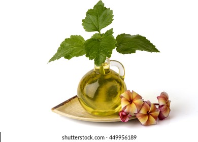 Patchouli Oil