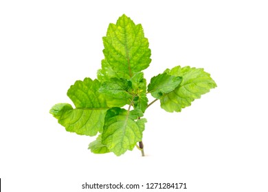 Patchouli Oil Leaves White Background