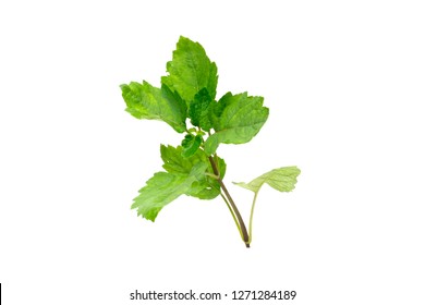 Patchouli Oil Leaves White Background