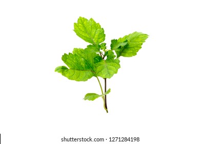 Patchouli Oil Leaves White Background