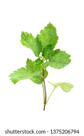 Patchouli Oil Leaves White Background