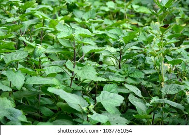 Patchouli Oil Plant