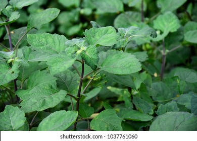 Patchouli Oil Plant