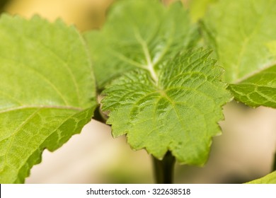 Patchouli Trees.