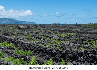 Patchwork of lava stone vineyard walls and green vines under blue sky with ocean views on Pico Island, showcasing traditional Azorean viticulture and volcanic landscape. Pico, Azores, Portugal.